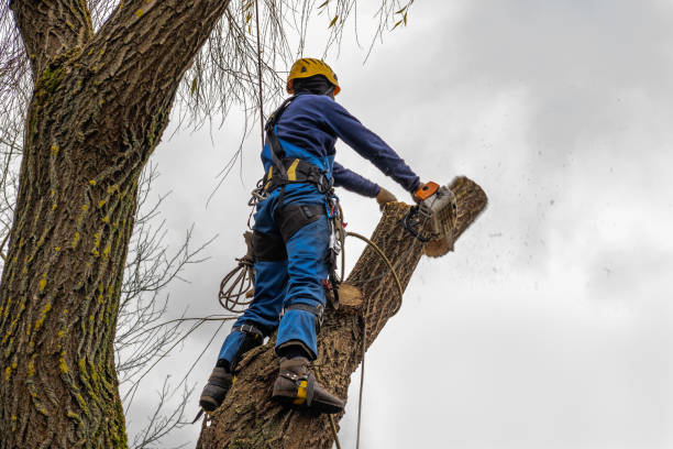 Best Commercial Tree Services  in Manahawkin, NJ